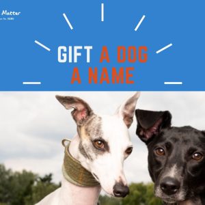 Gift a Dog a Name