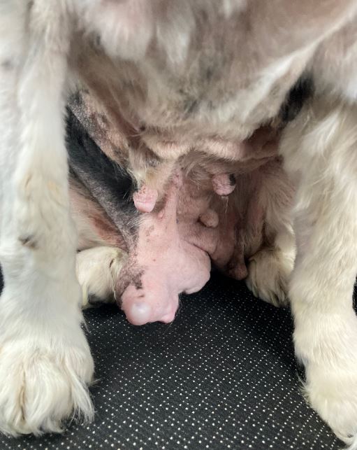 Holly's tumours on her teets