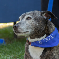 It's with great sadness that we announce the passing of Abi the Staffie owned by our charity founder, Ira and husband Phil. She will be greatly missed by us all.
