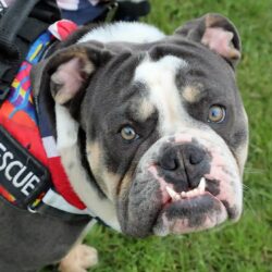Beautiful Herbert, ex-ADM dog, sadly passed over the Rainbow Bridge. He was a favourite at many ADM events, and will be truly missed.