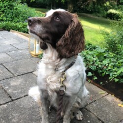 In memory of lovely Bertie who sadly passed away recently at 11.5 years of age.