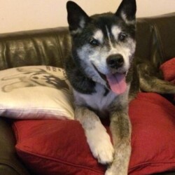 Gentle Billy passed away in January.