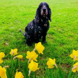 Gorgeous Spaniel Blue has sadly passed away aged almost 10 years. He was adored by owners, Rob and Tash, who adopted him in 2019. RIP beautiful boy.