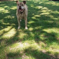 Beautiful Boris has sadly passed over the rainbow bridge. He spent two and a half fantastic years in his forever home ❤ rest in peace Boris.
