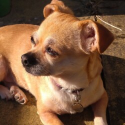 2022
Frankie was saved from the meat trade in 2019.