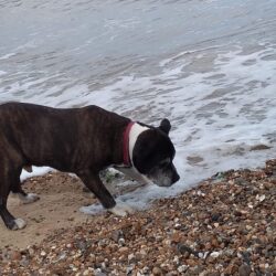 In memory of Alfie, who passed away today at the age of 14. Adopted by Nick and his lovely family in 2019.