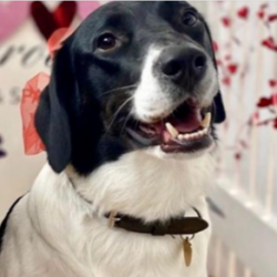 Kayla sadly passed over the Rainbow Bridge. She was an amazing pet, and helped her owners immensely during lockdown.