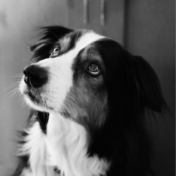 The wonderful Leo passed away peacefully with his family.