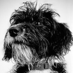 Scruffles has sadly passed across the rainbow bridge.