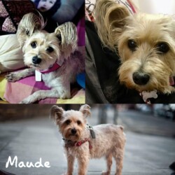 Beautiful Maude passed away on 18th March 2020. She was adored by owner Scarlett who adopted her from ADM in 2014. In Scarlett's words: 'She was a superstar'.