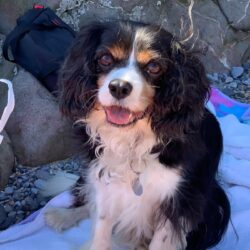 Rocco passed over the Rainbow Bridge t with his adopters of 7 years holding him close. Sending our thoughts to his family ❤