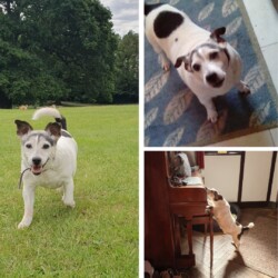 In memory of the lovely Spot who sadly passed away last week at the age of 13. Thank you to his owner Brenda Brown for giving Spot the best life possible.